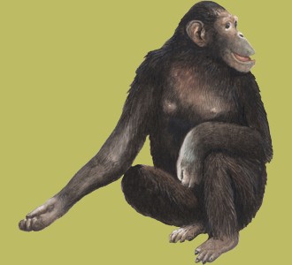 Chimpanzé Adulte - robe 69